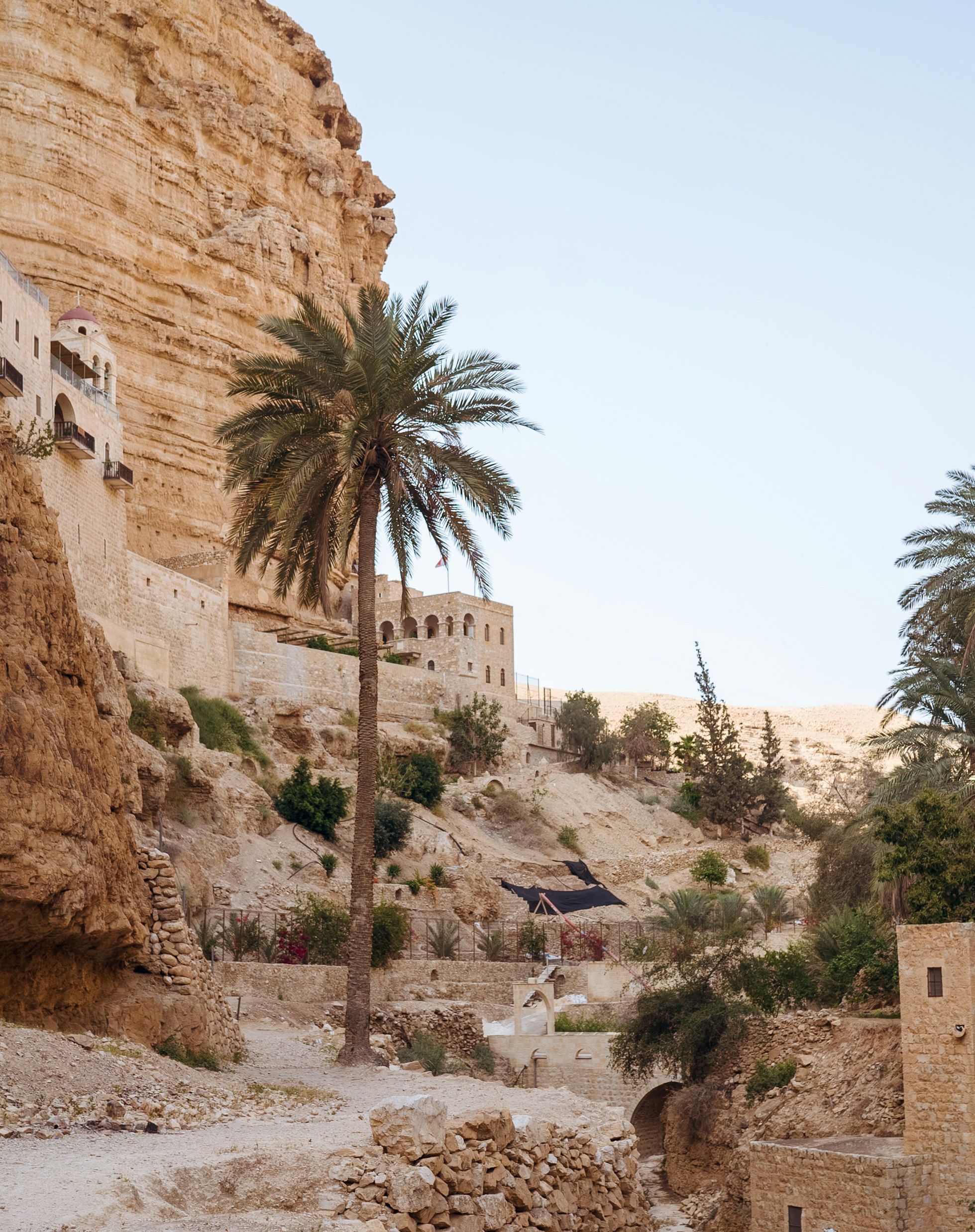 Close-up photo of a palm tree near the ruins of ancient Jericho