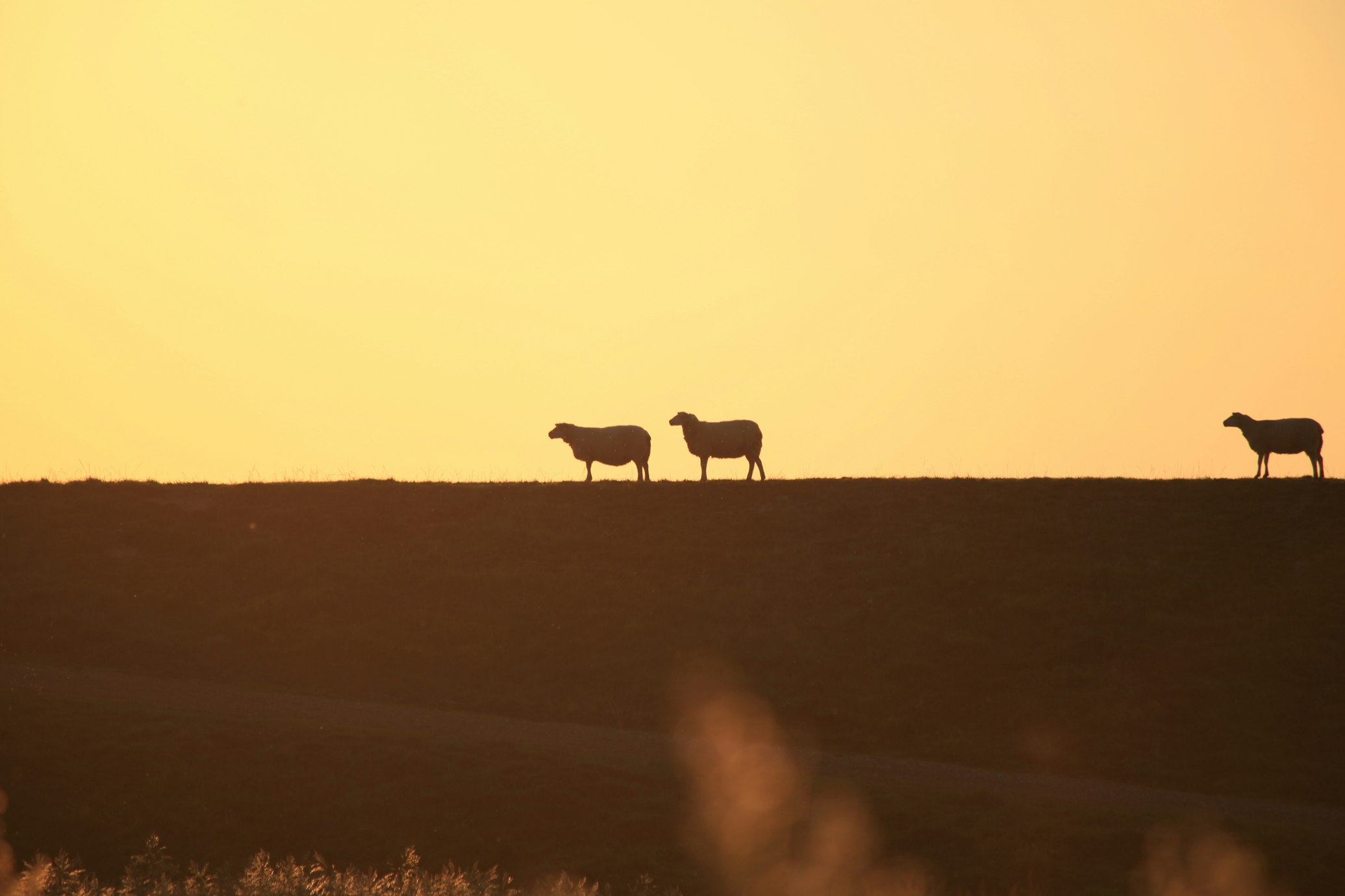 Silhouette of a lone sheep following a group of sheep from a distance.