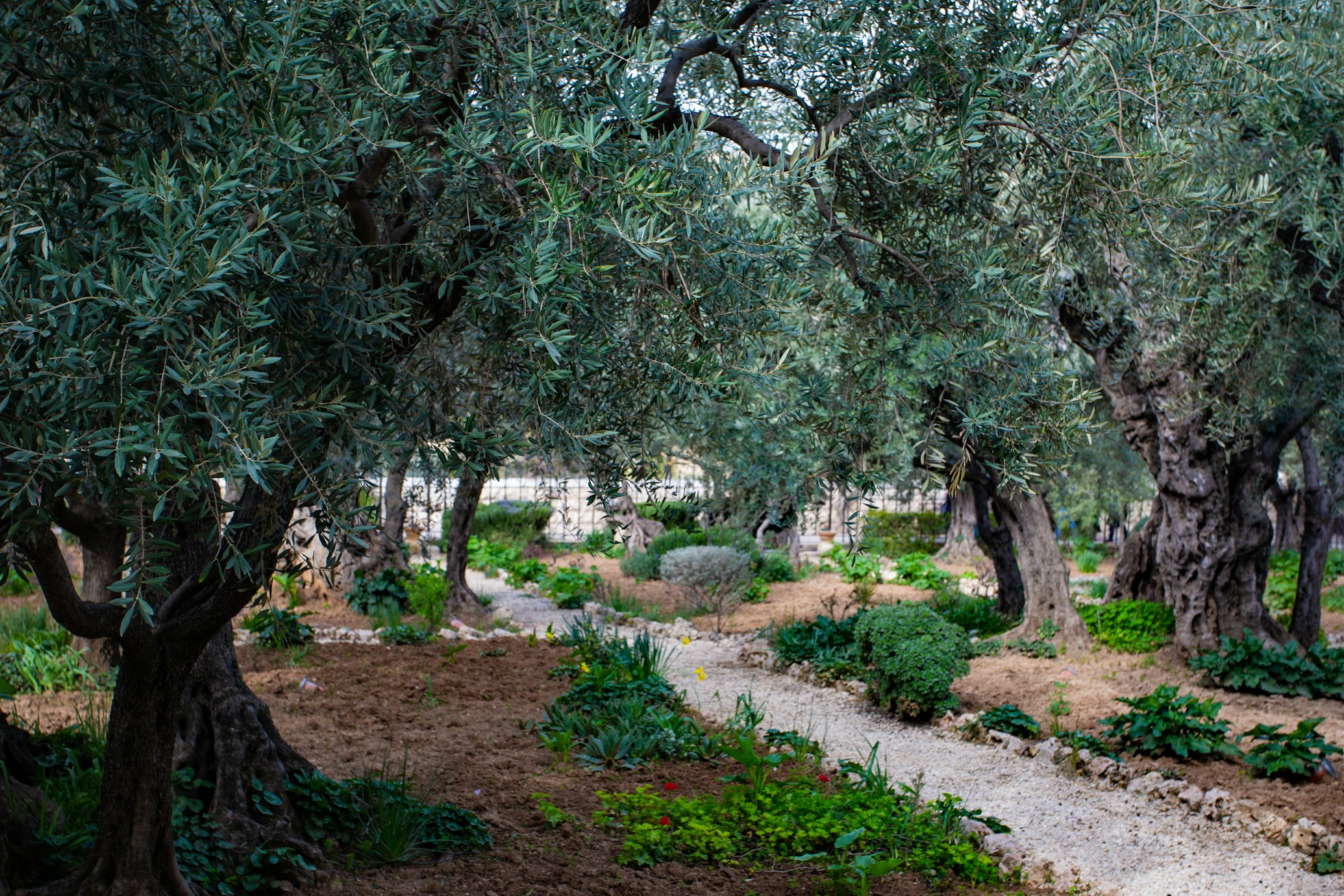 Photo of the Garden of Gethsemane