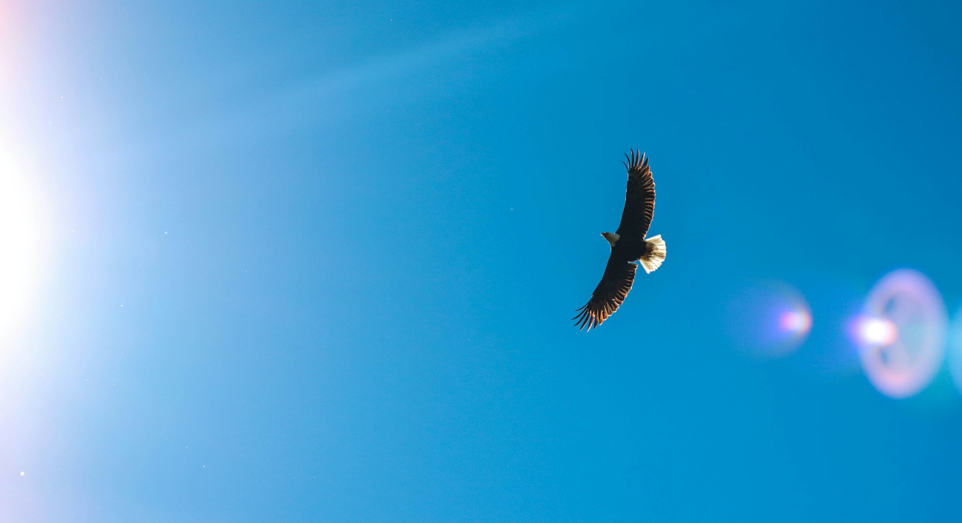 Photo of an eagle in flight against a blue sky