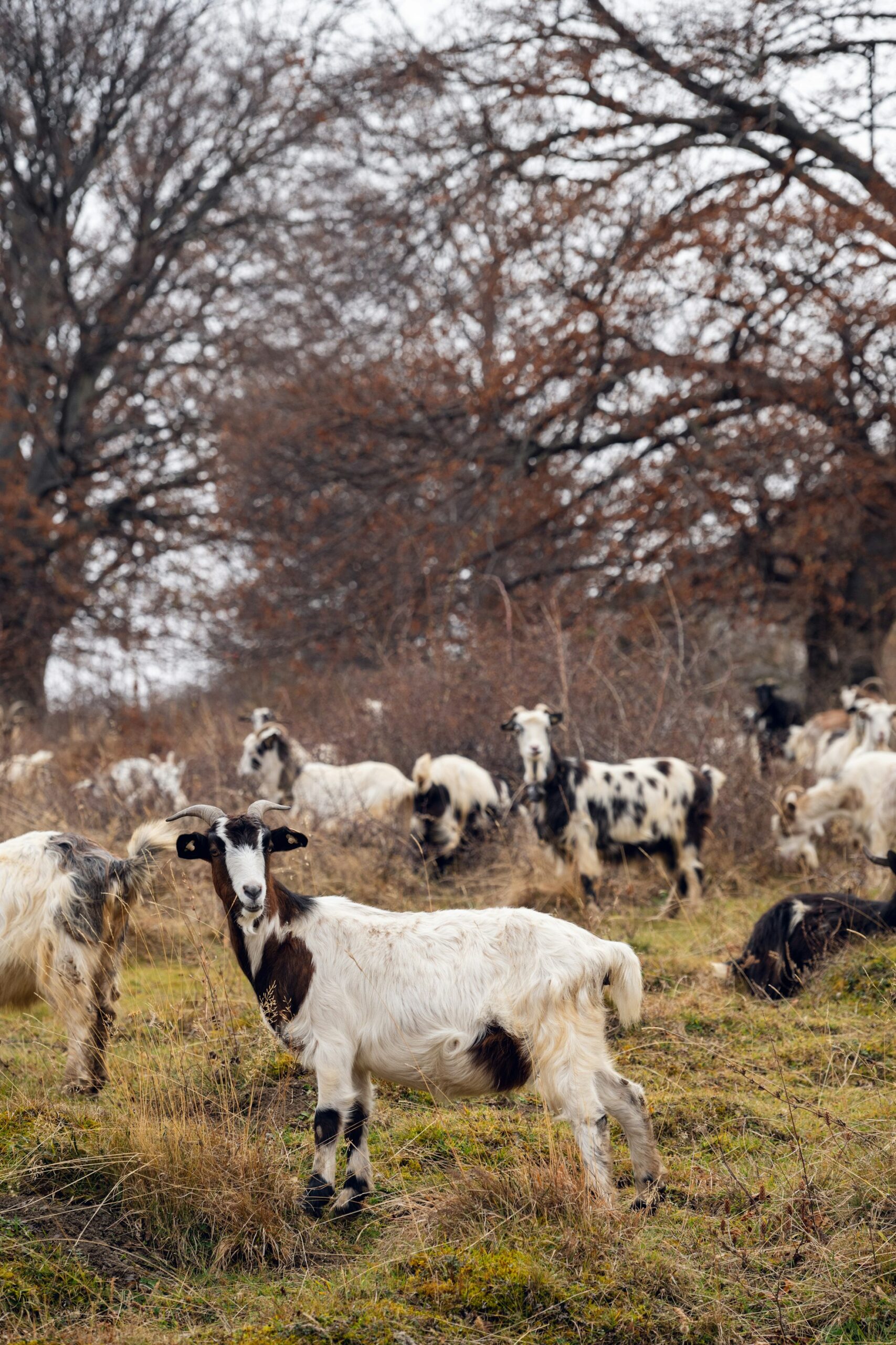 A herd of spotted goats