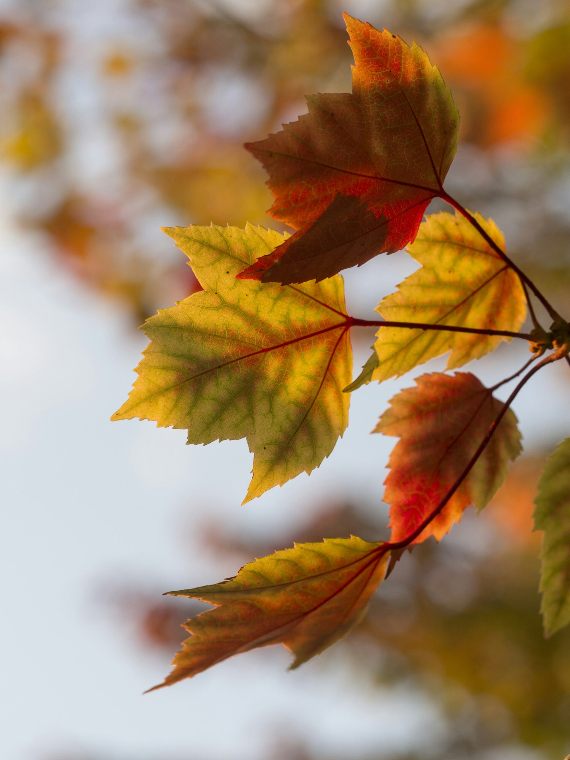 Closeup photo of autumn leaves