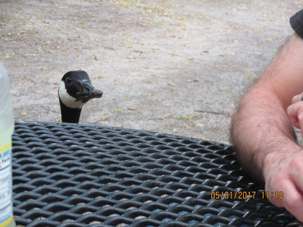 A goose at a picnic table