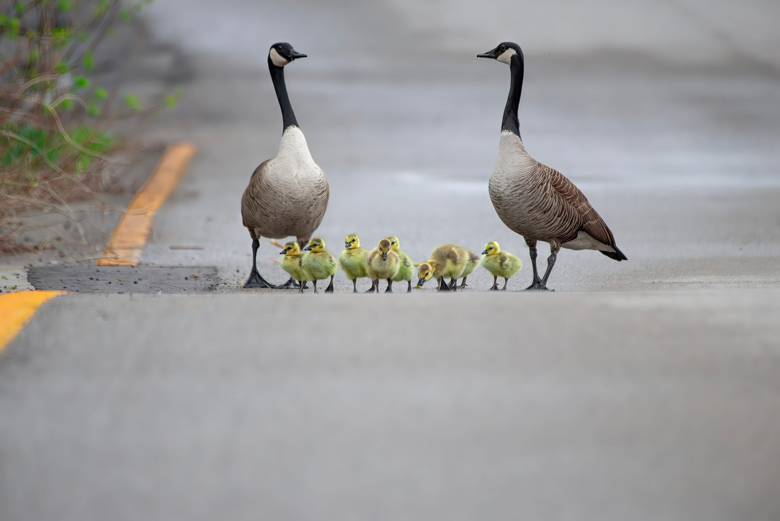 Geese crossing the road