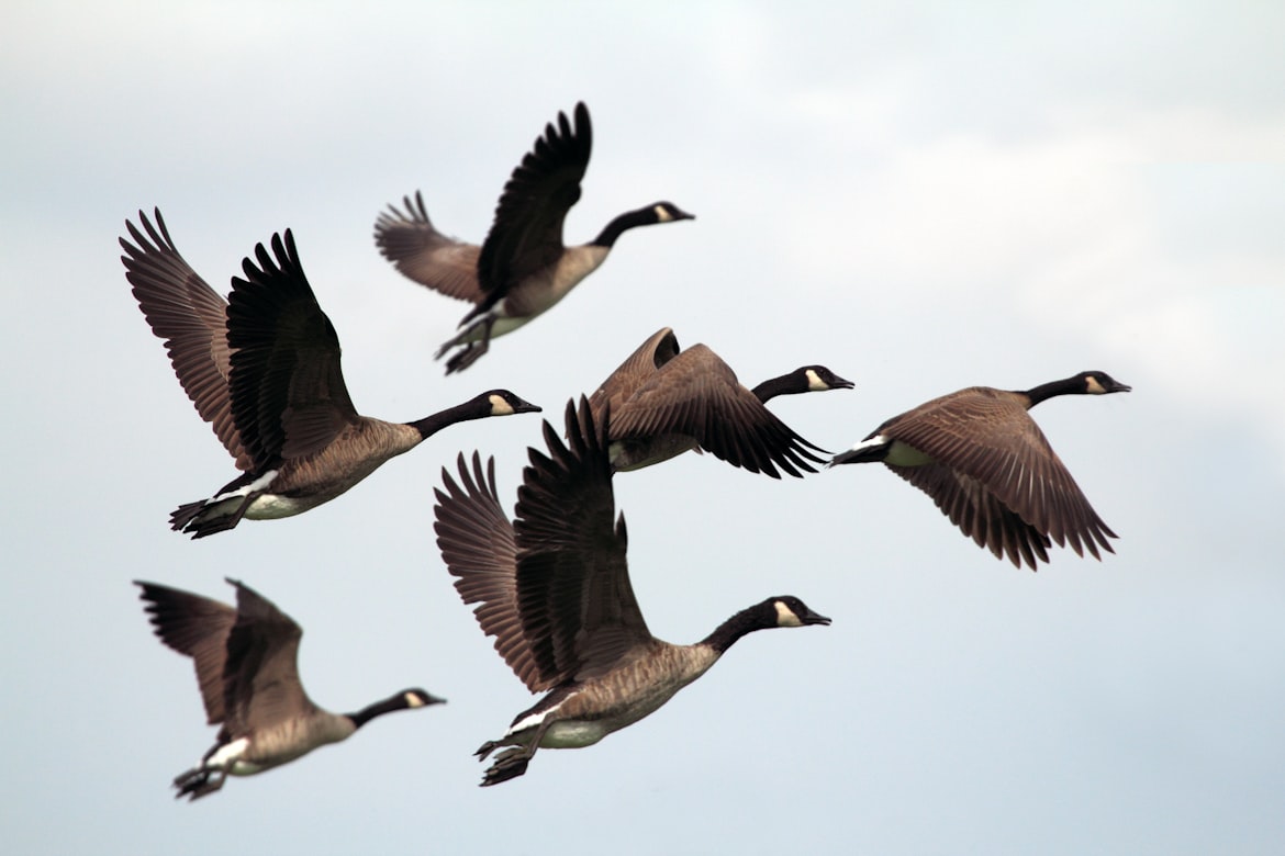 A flock of geese flying