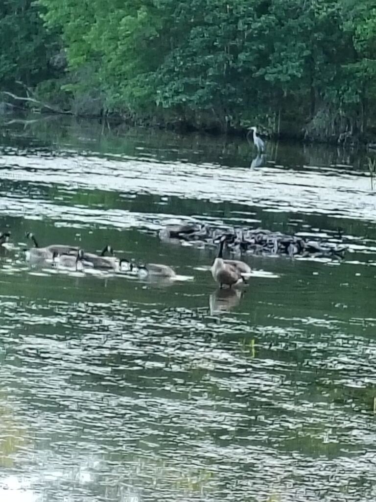 Geese on a lake with a heron in the background.