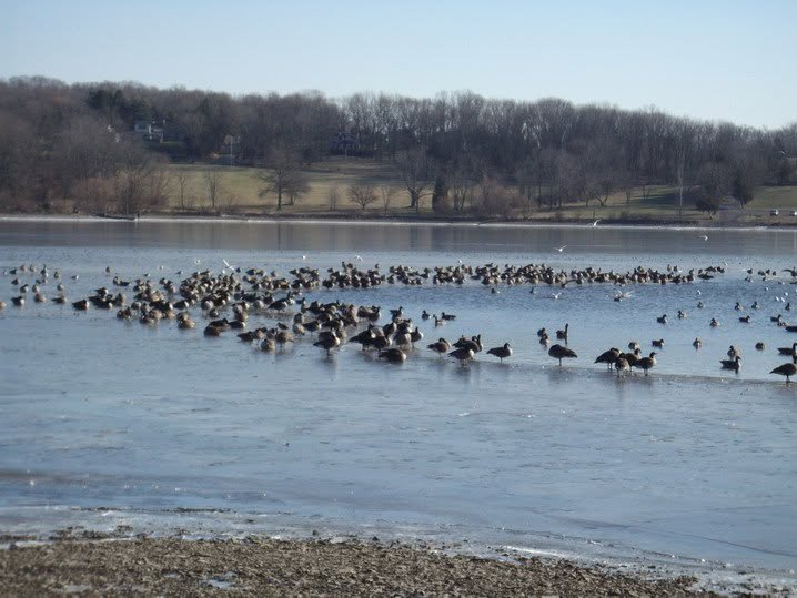 A flock of geese gathered on a partially frozen lake